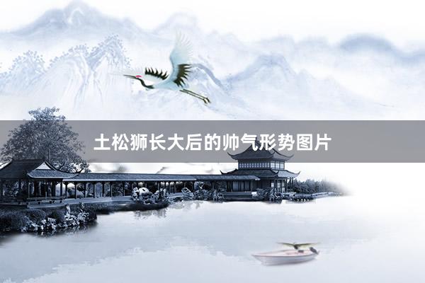 土松狮长大后的帅气形势图片